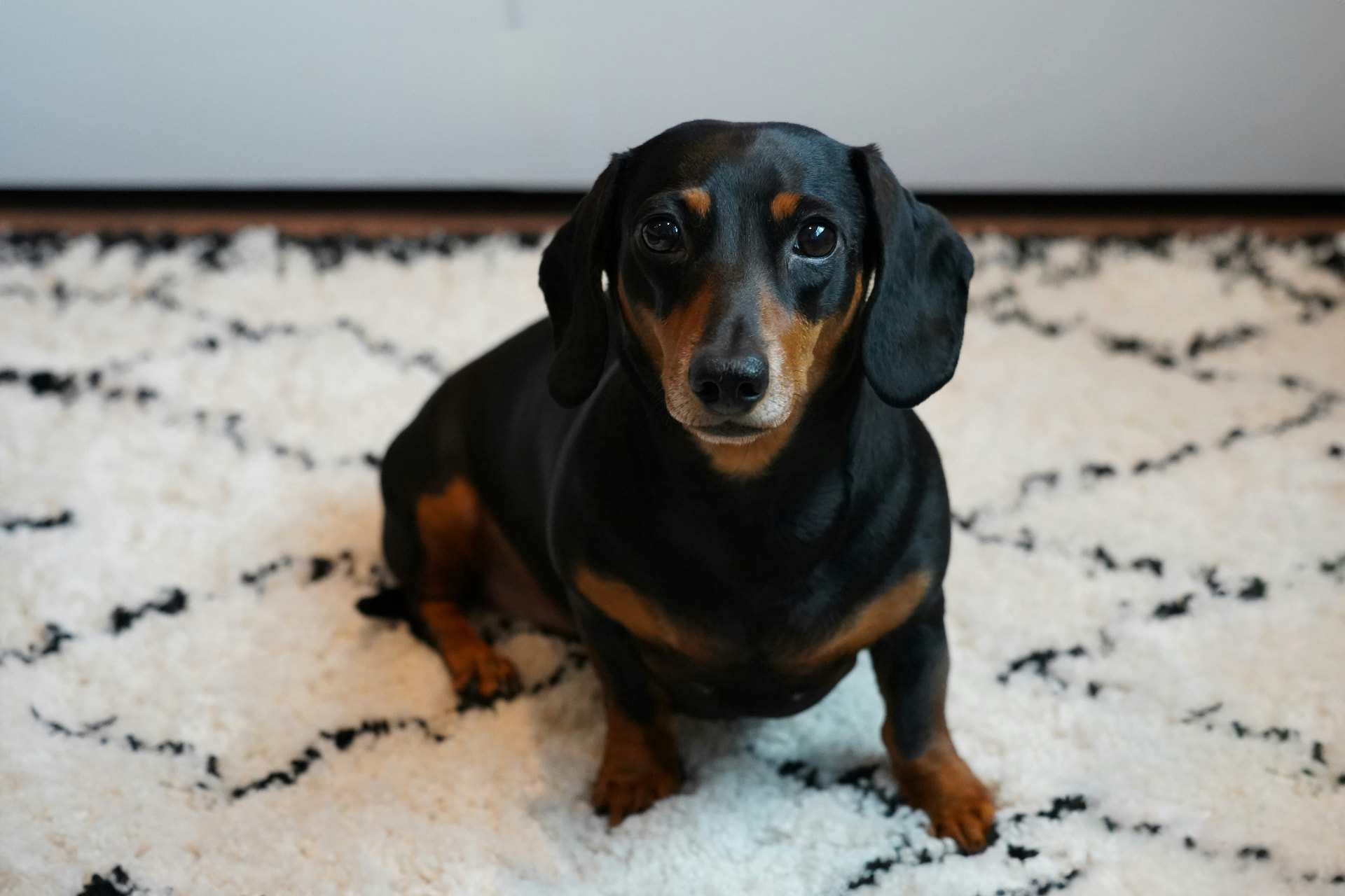 Black and tan dachshund sitting upright on a cream patterned rug