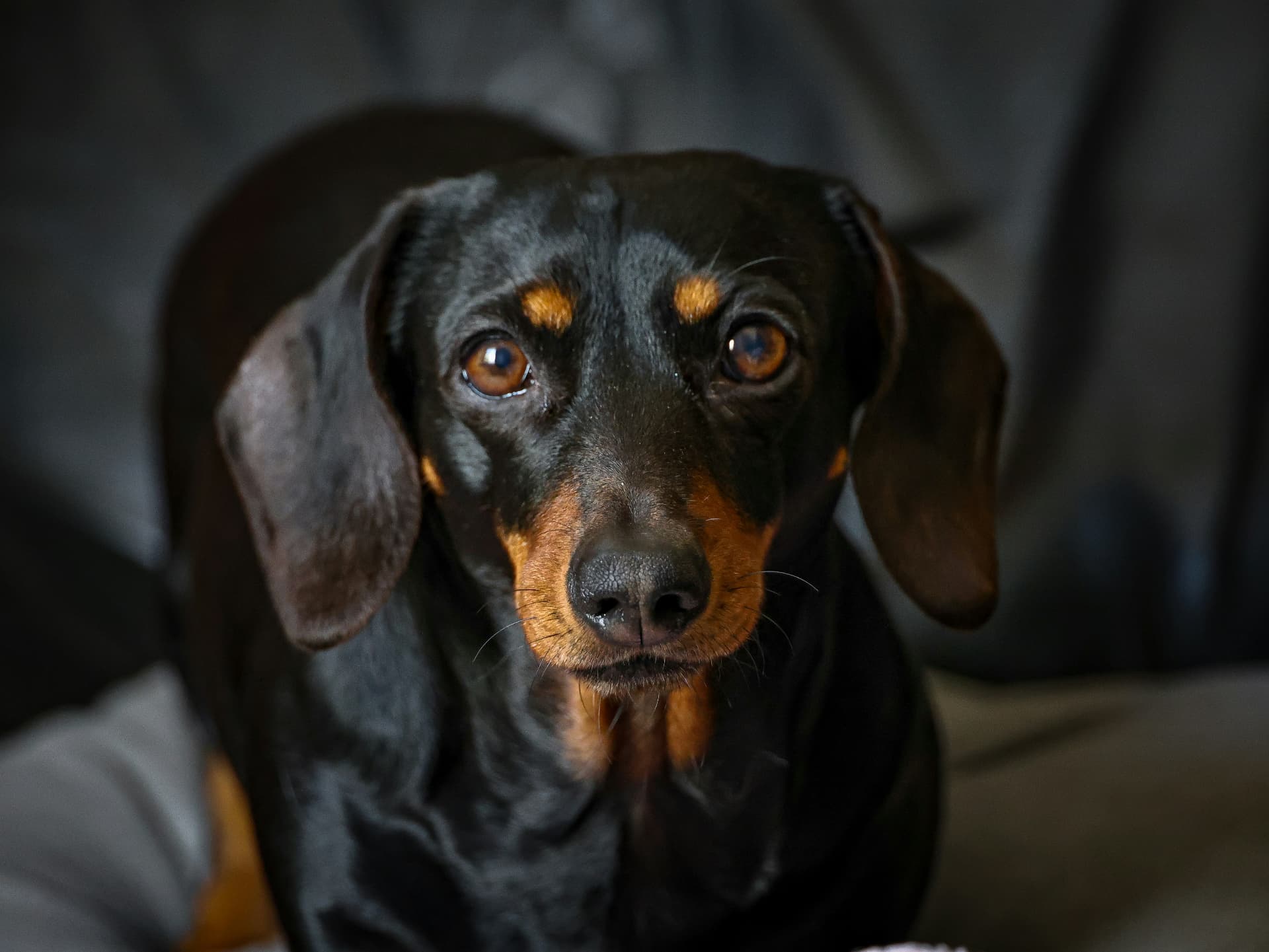 Black and tan dachshund photographed outdoors