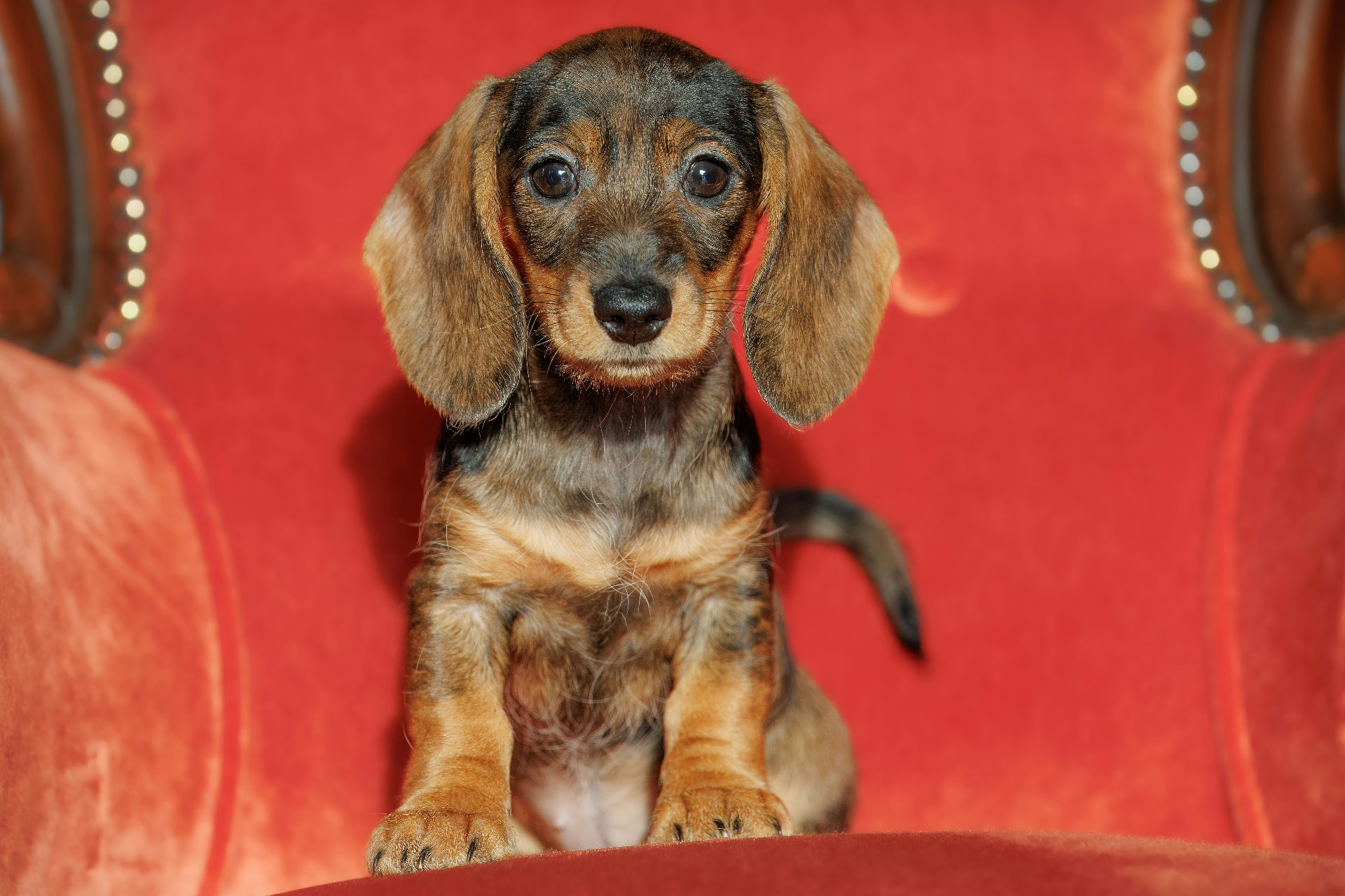 Miniature dachshund puppy with dapple markings sitting on a red upholstered chair