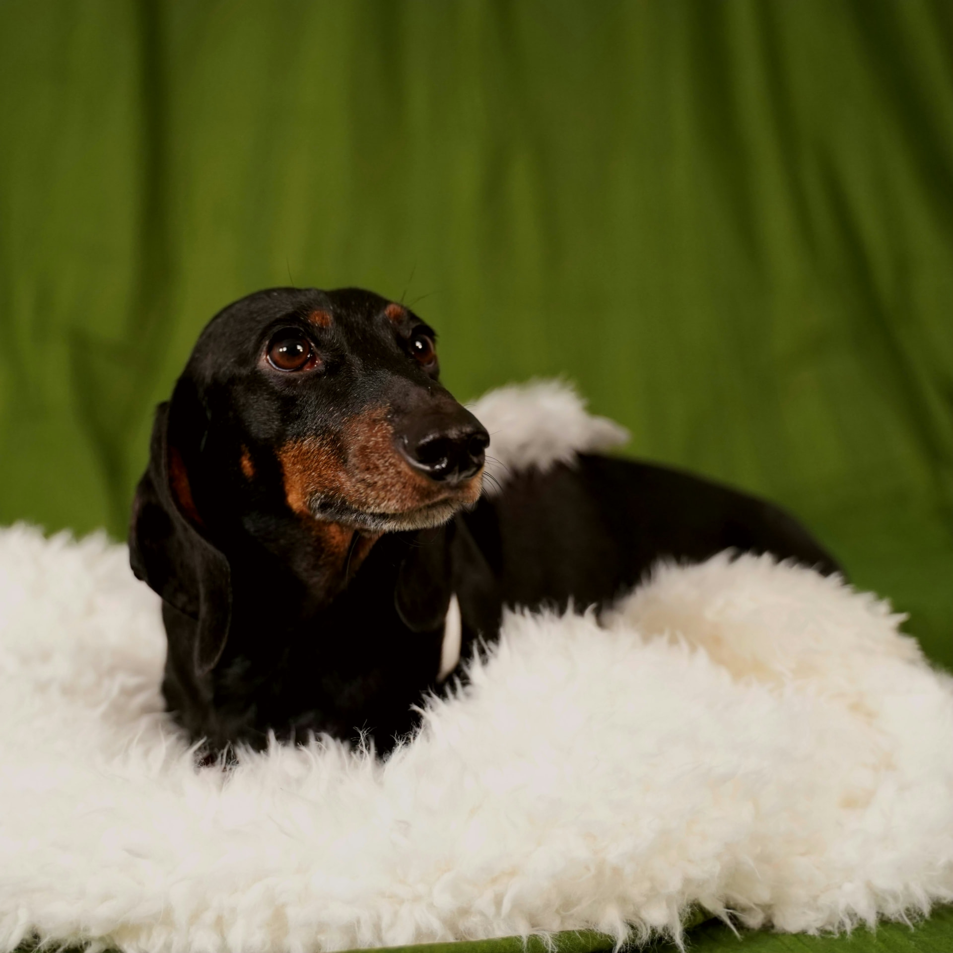 Senior black and tan dachshund with a graying muzzle resting on a white blanket