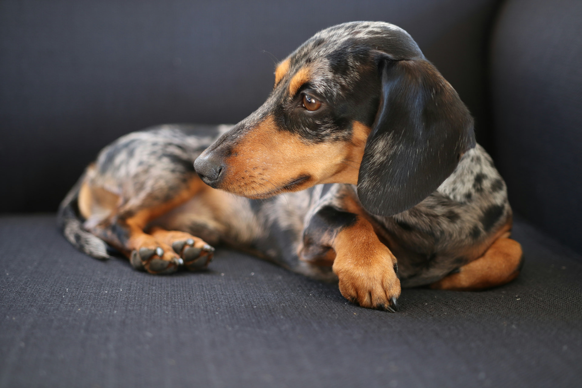 Dapple dachshund lying on a dark couch, looking thoughtful