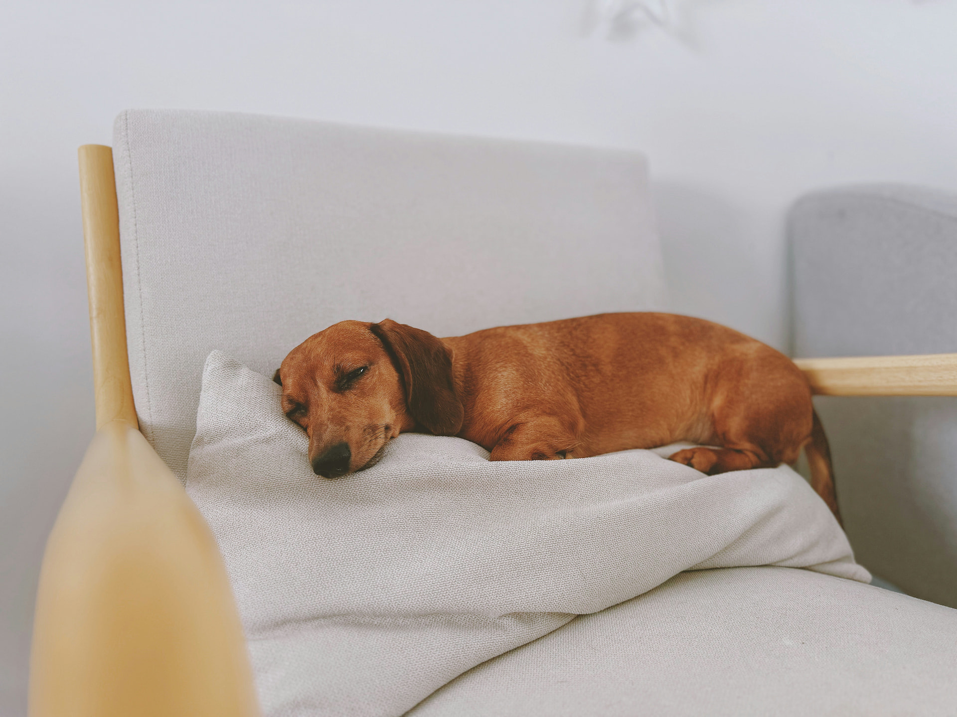 Red dachshund asleep on a cushioned armchair