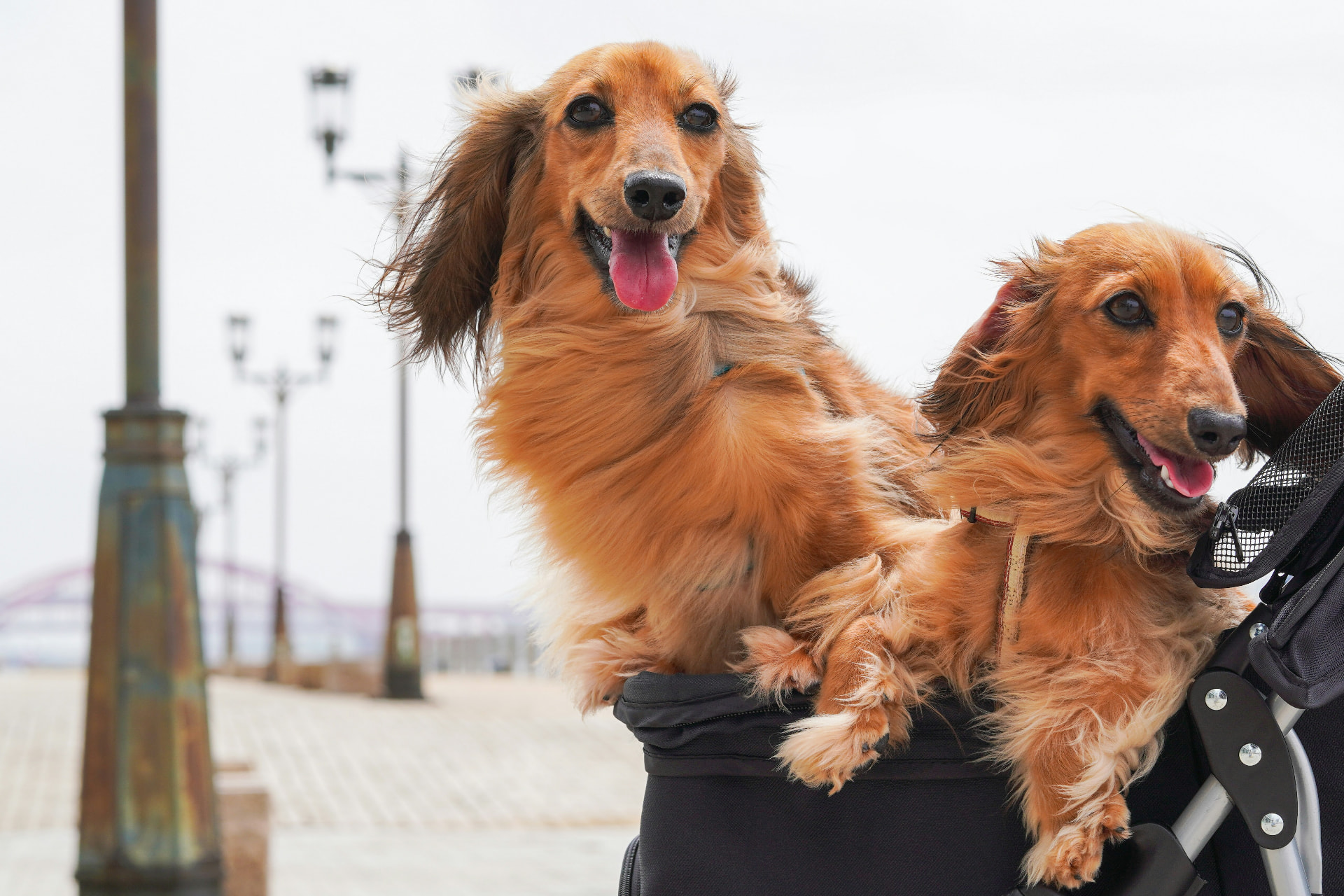 Two long-haired dachshunds riding in a pet stroller during post-surgery recovery