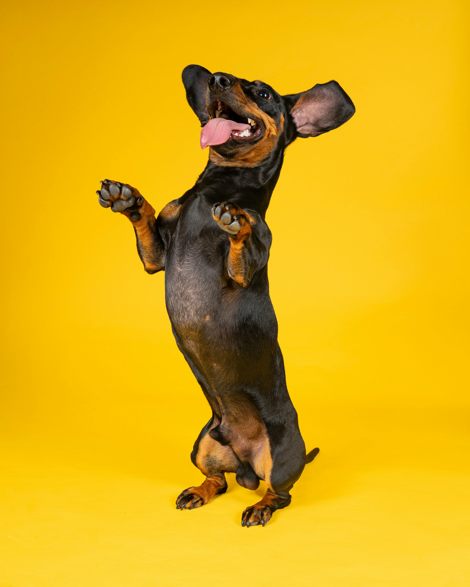 Dachshund leaping in front of a yellow background