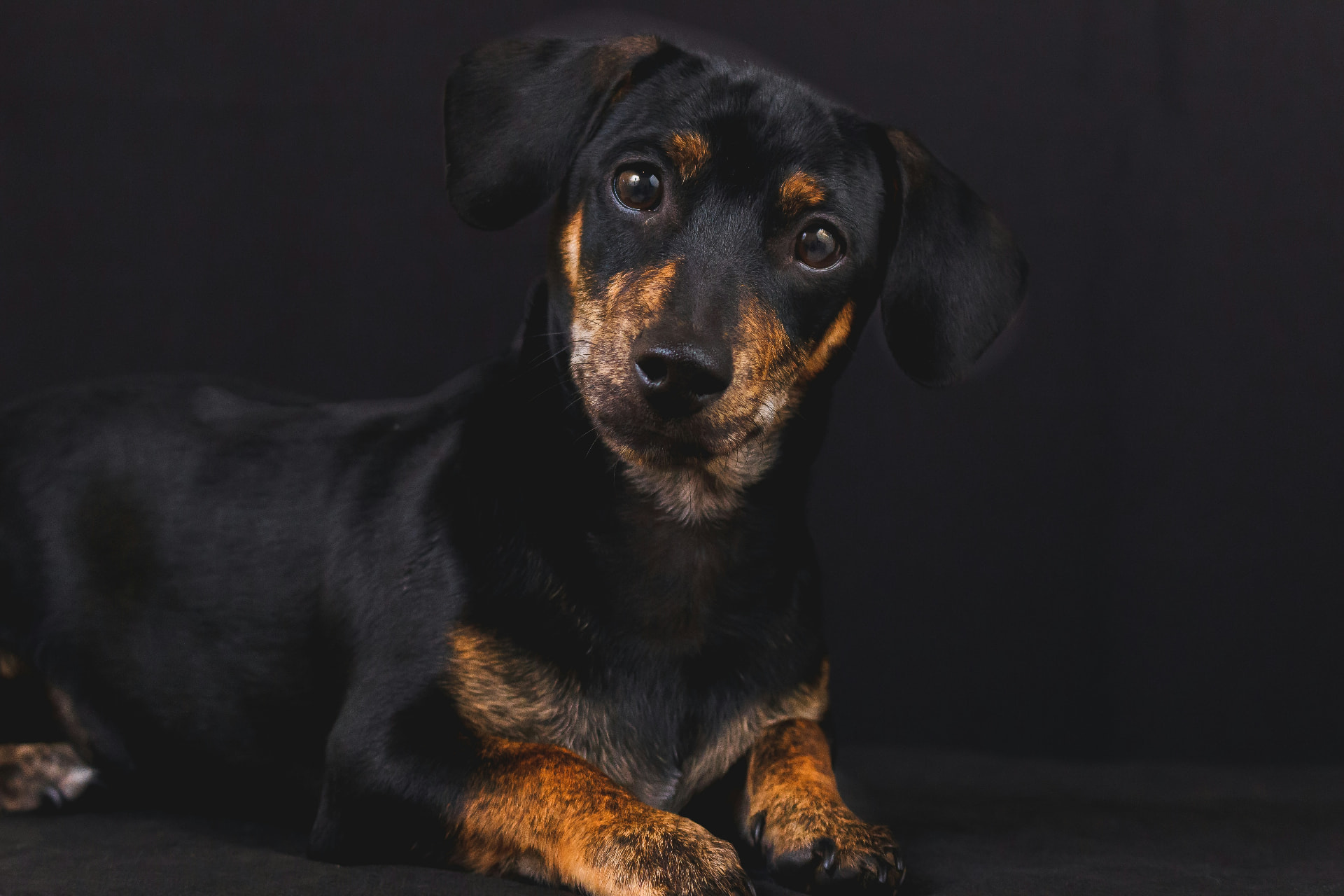 Black and tan dachshund lying down against a dark background, looking at the camera