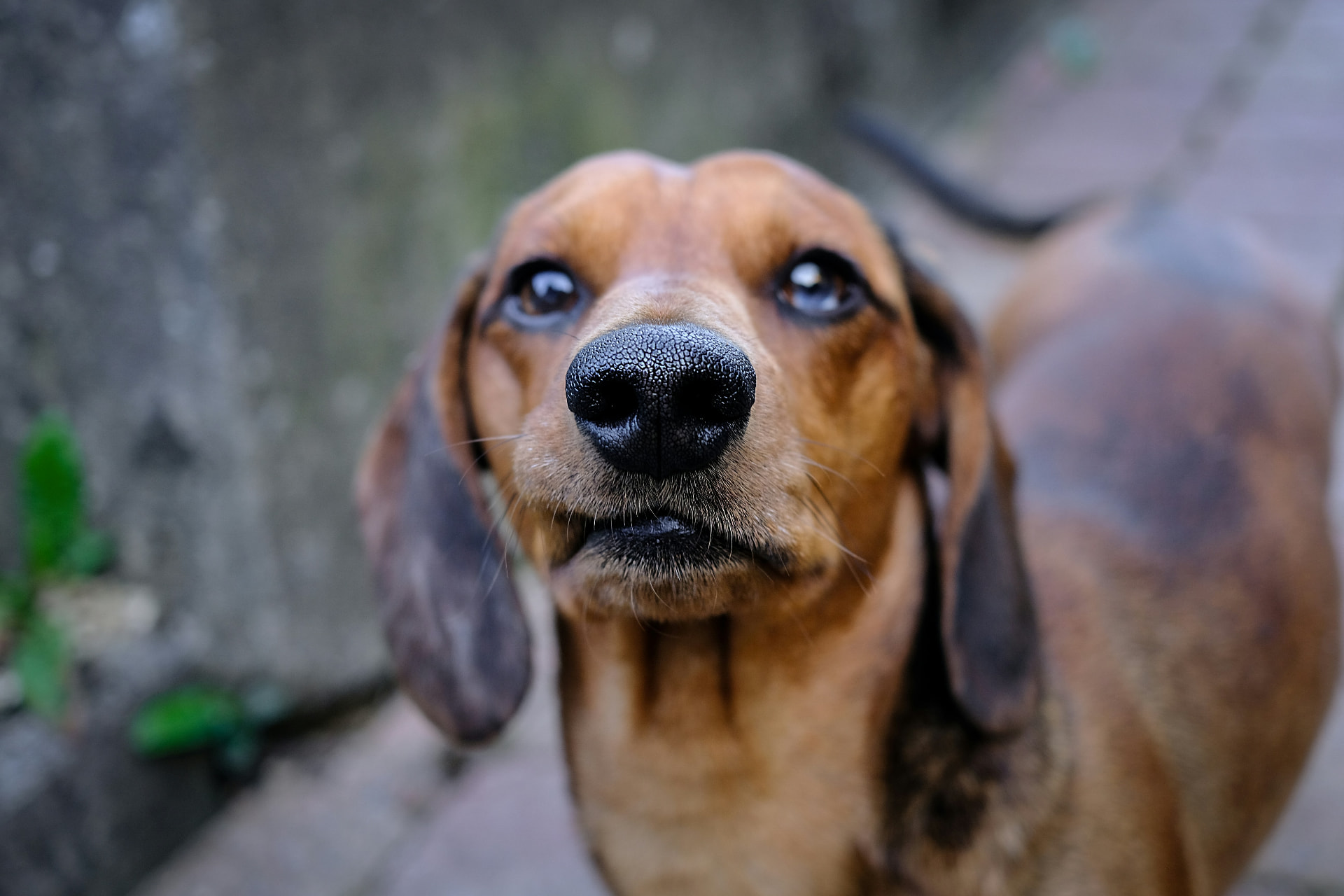 Close-up of a red dachshund's face and muzzle