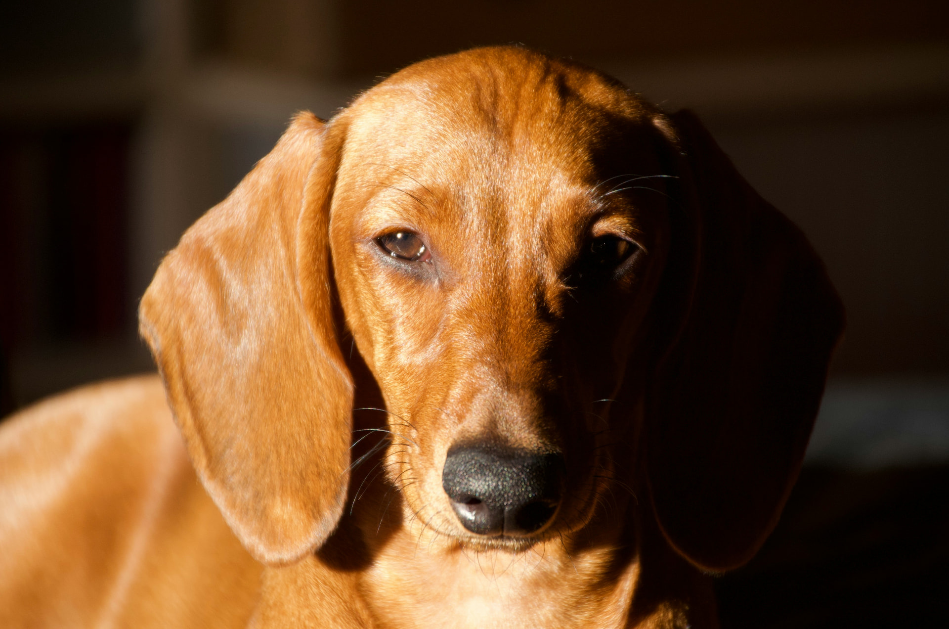 Golden red dachshund portrait in warm window light