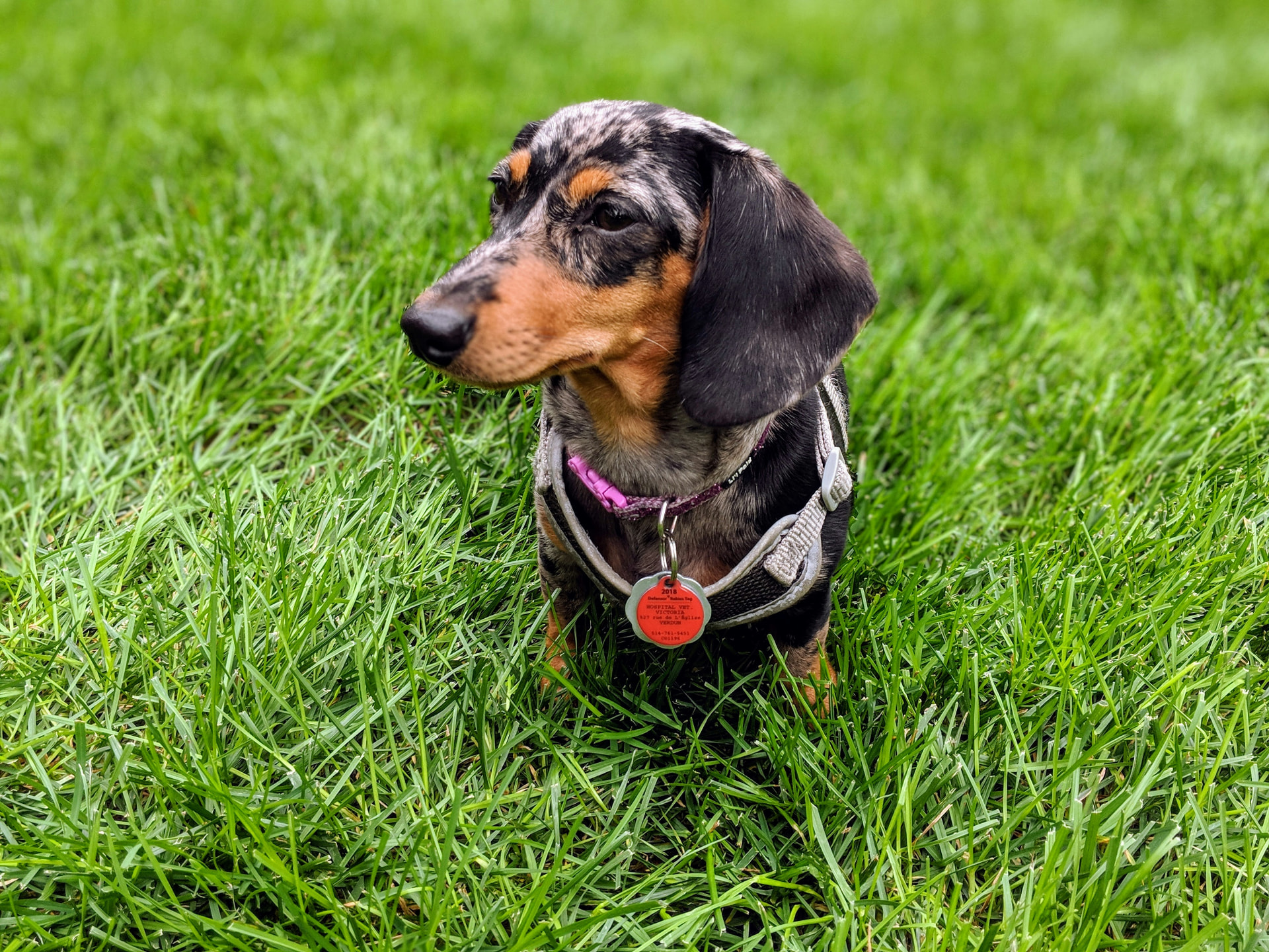 Dapple dachshund wearing a harness standing in green grass