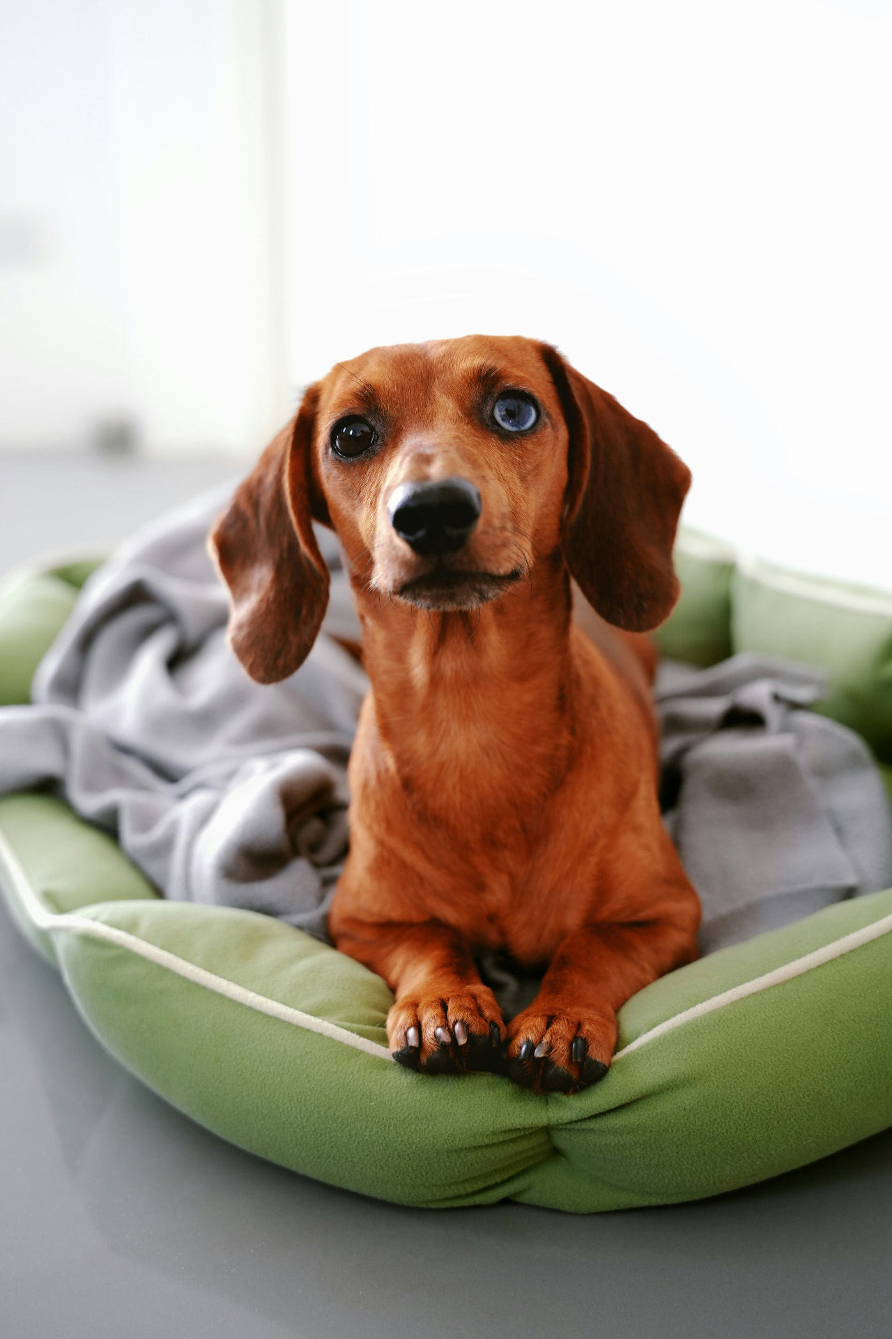 Red miniature dachshund resting in a green dog bed during IVDD crate rest