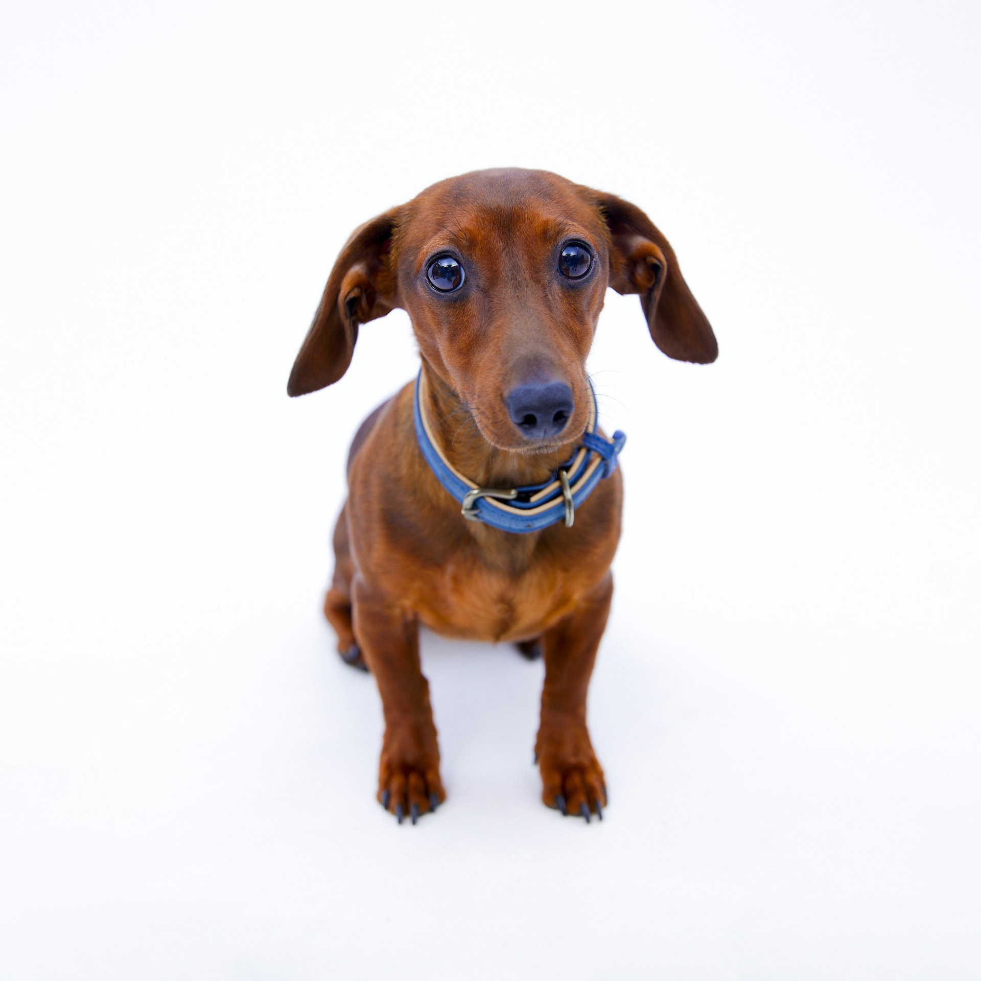 Smooth red dachshund sitting attentively against a white background