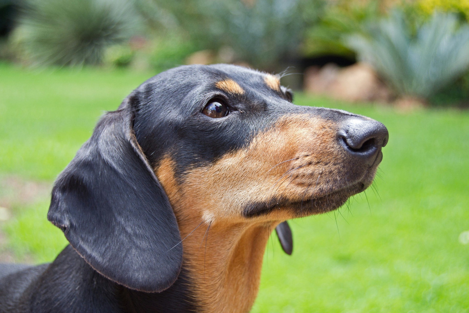 Close-up of a dachshund standing in a garden