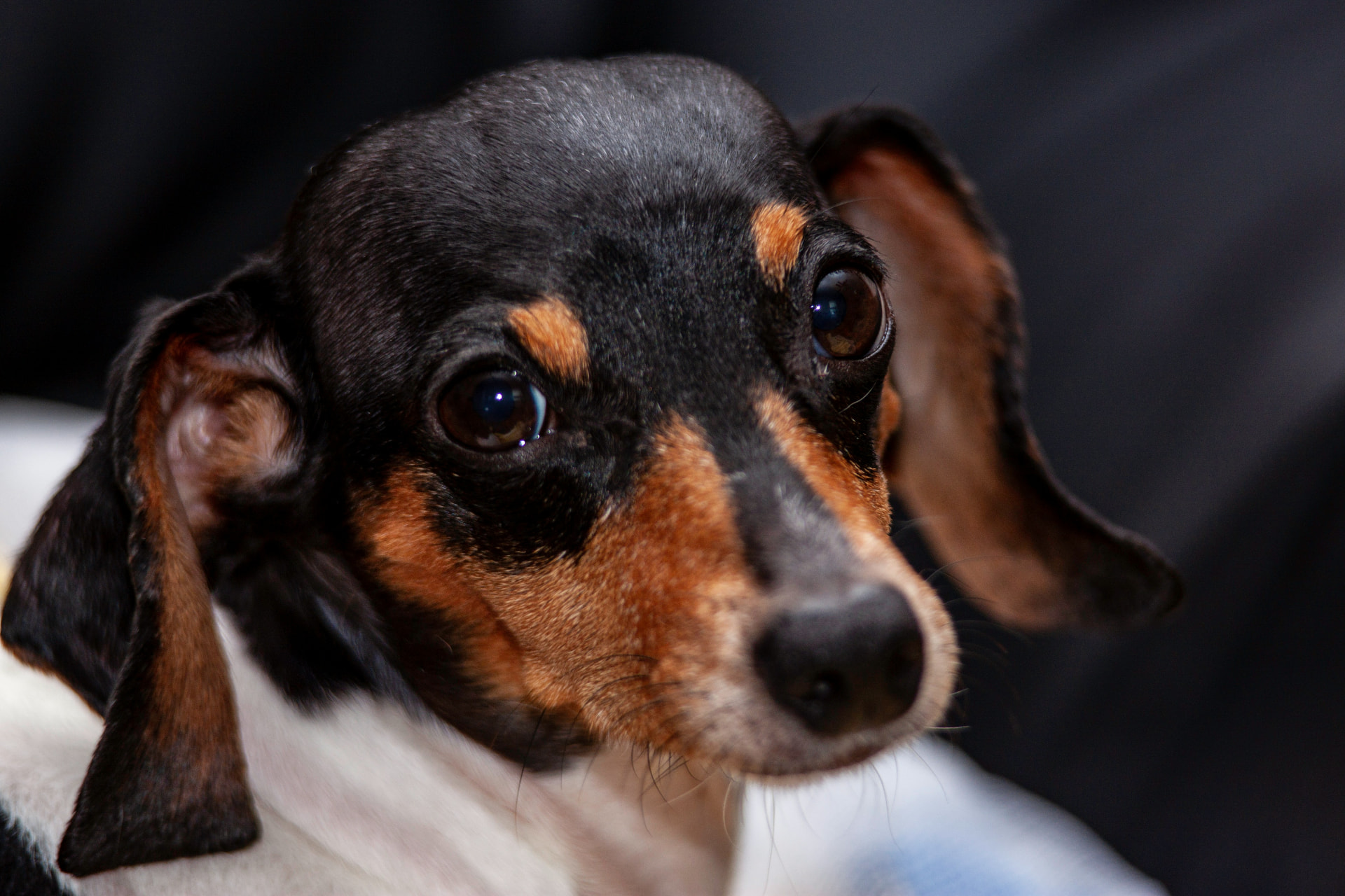 Close-up of a piebald dachshund's face against a dark background