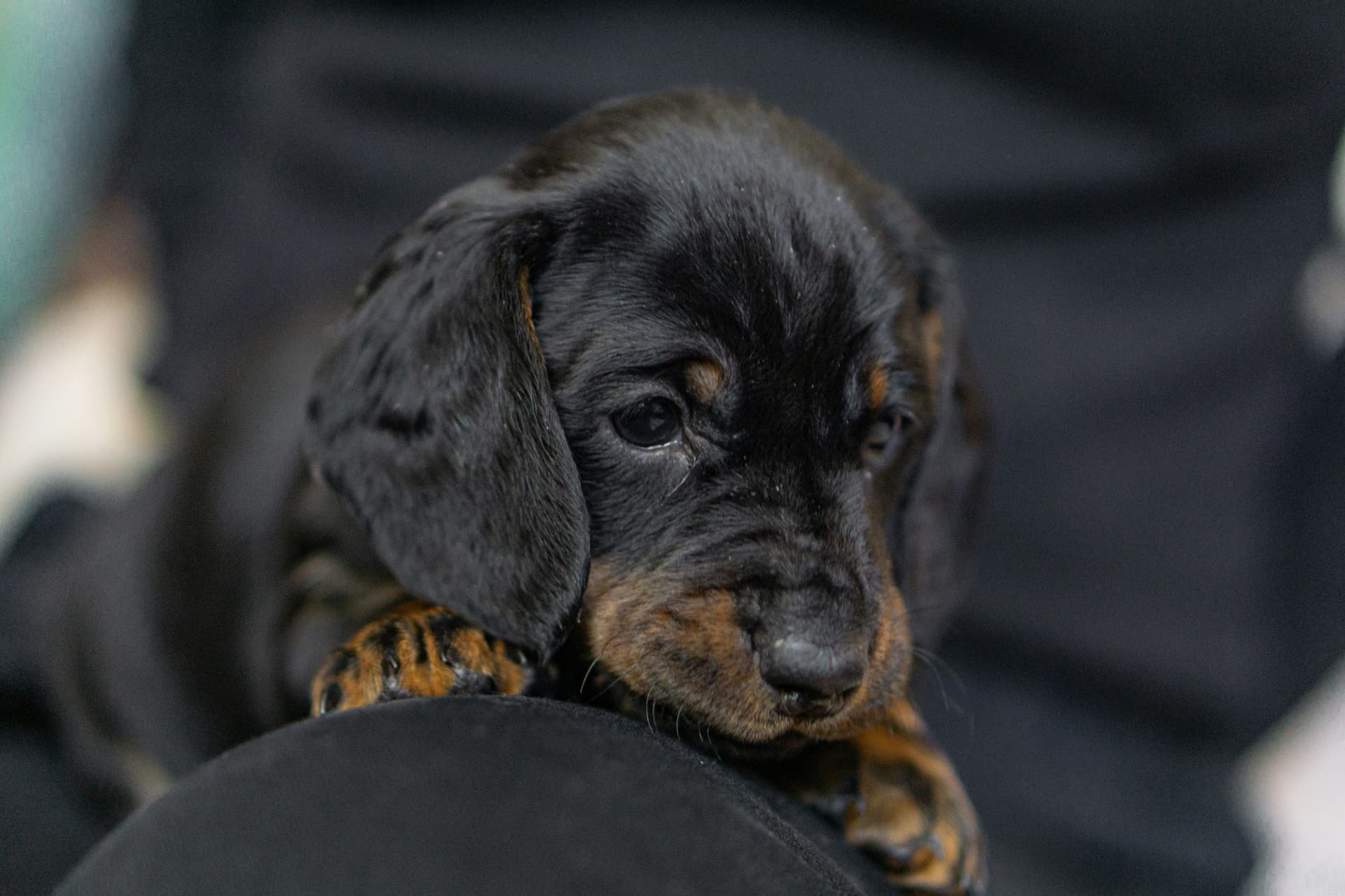 Black and tan miniature dachshund puppy resting its head on a dark couch cushion