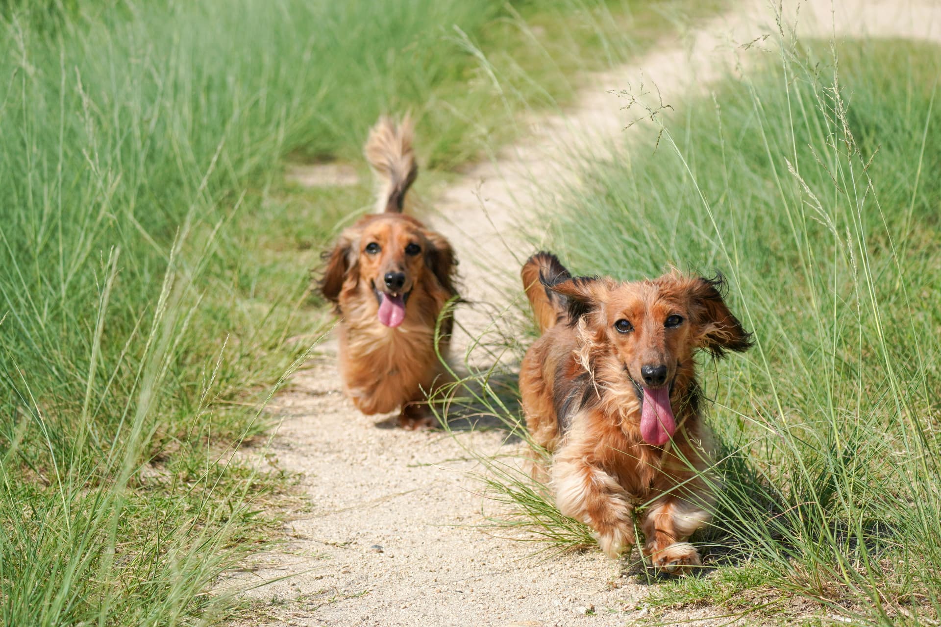 Two long-haired dachshunds running on a grass path, healthy and active