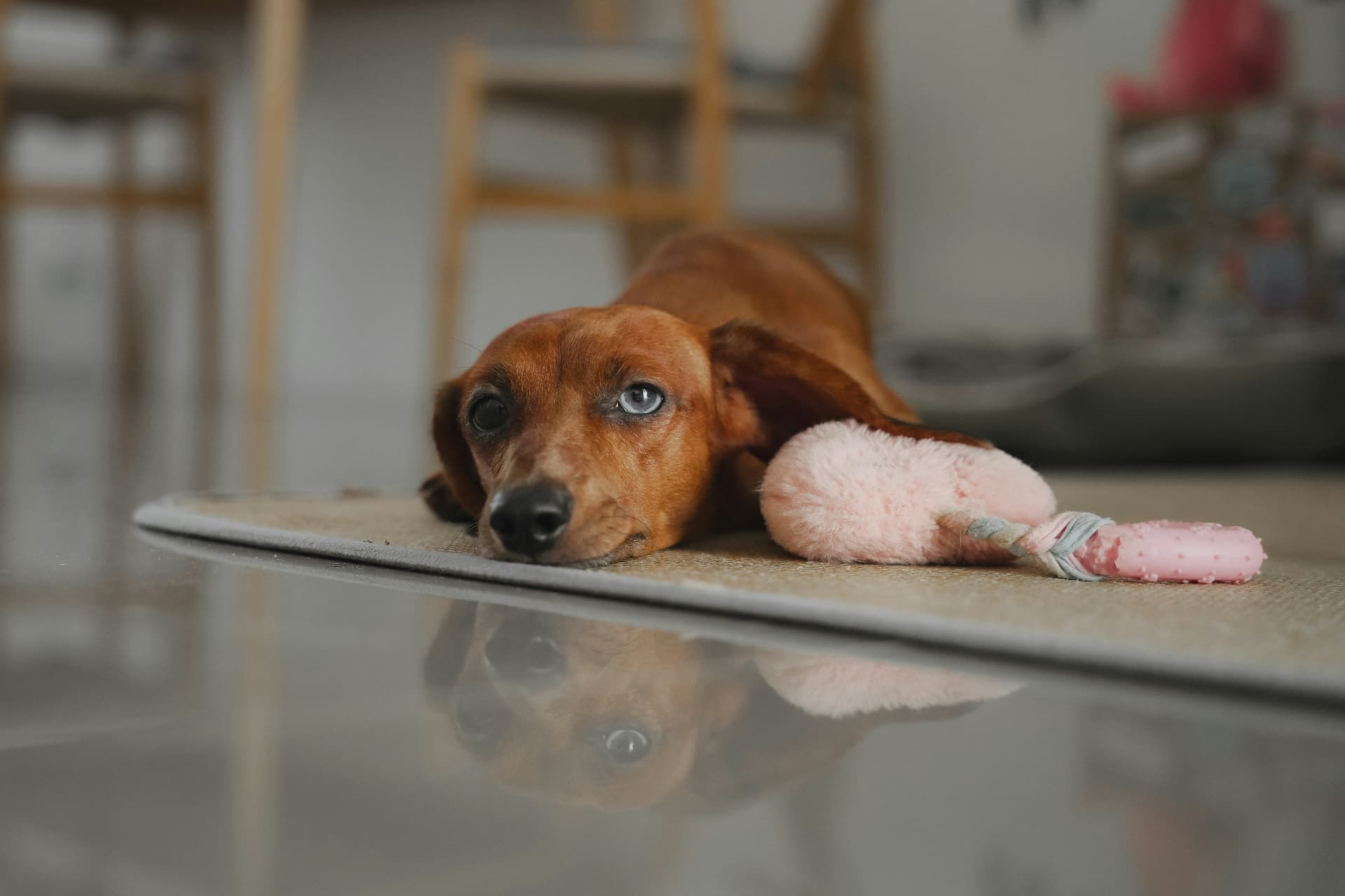Red smooth dachshund lying flat on a floor mat beside a pink plush toy