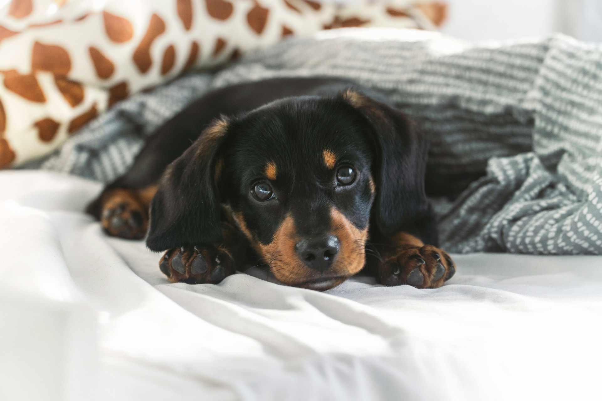 Dachshund curled up asleep in a padded bed