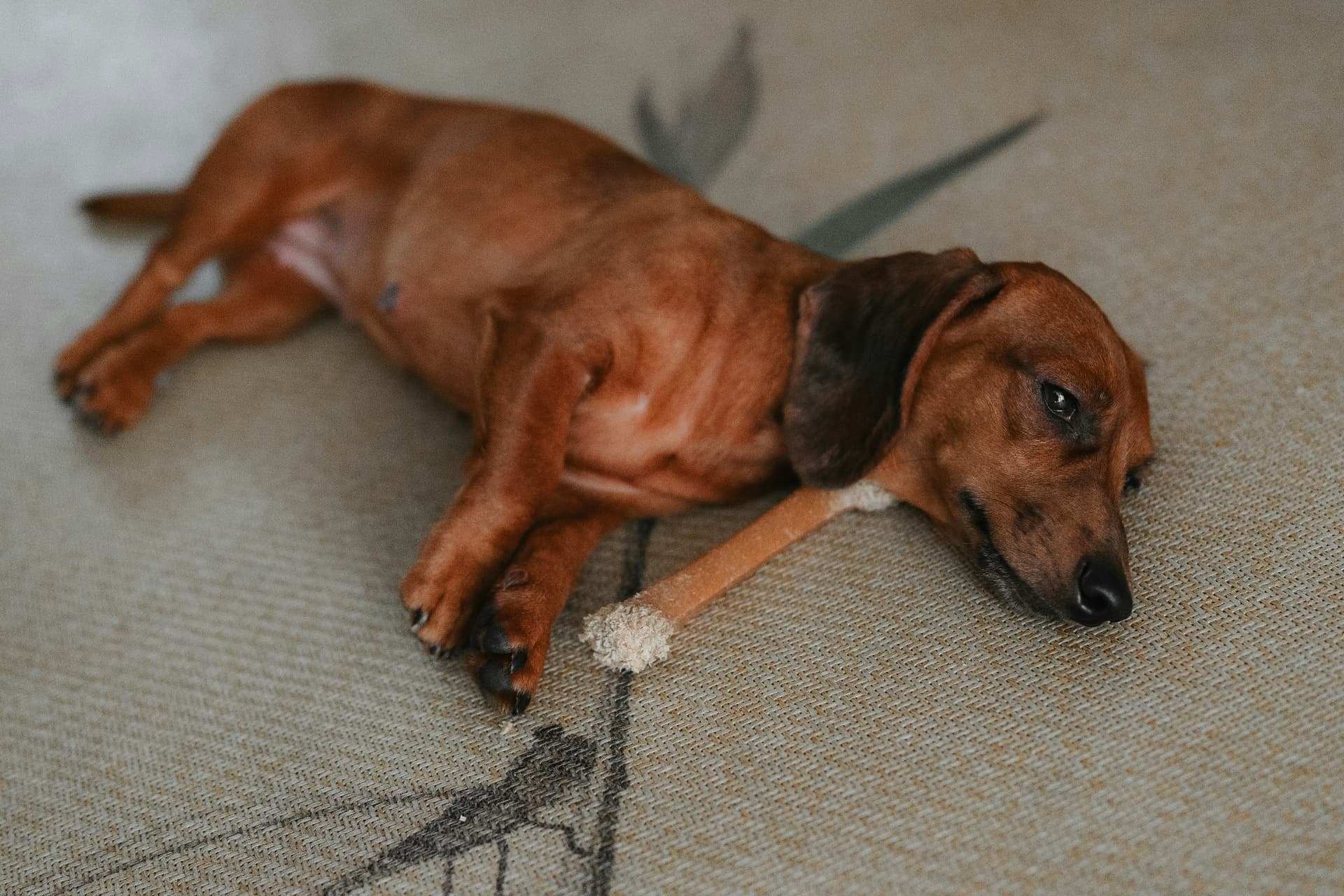 Red dachshund lying stretched out on a rug with a chew toy