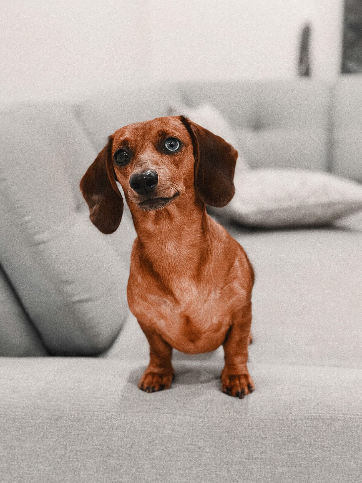 Red smooth dachshund standing on a grey sofa cushion
