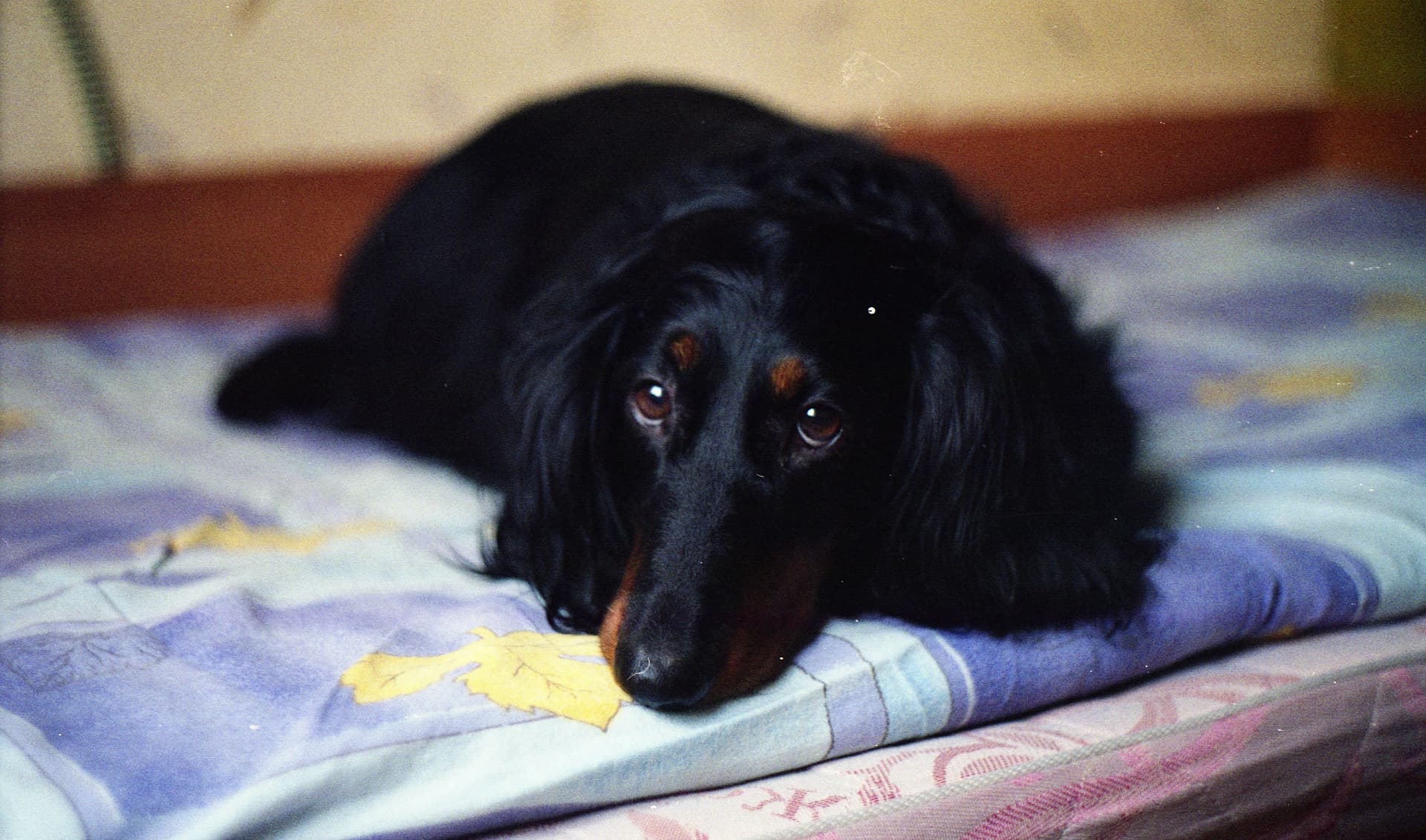 Long-haired black and tan dachshund resting quietly on a bed