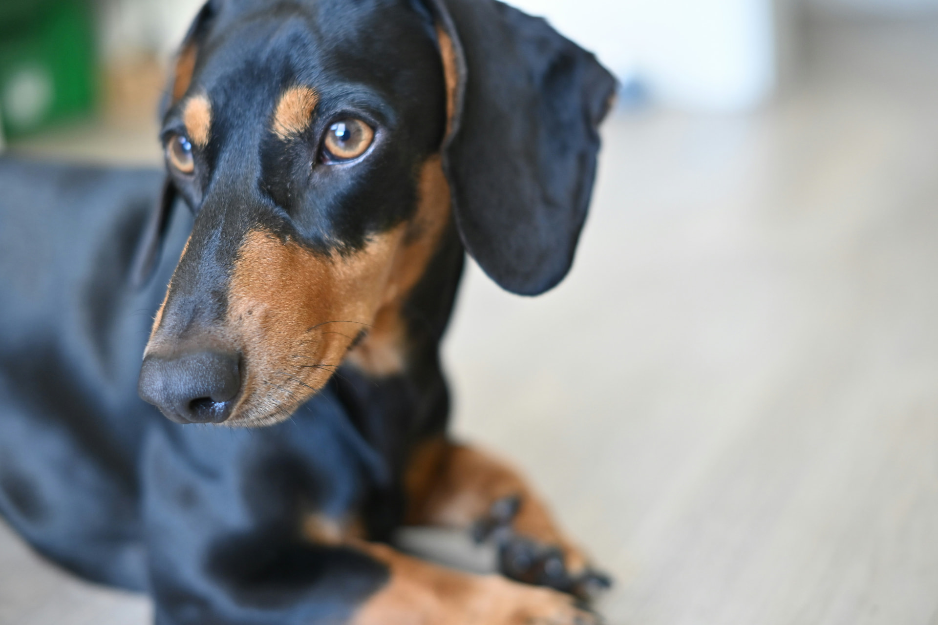 Black and tan dachshund looking up toward the camera indoors