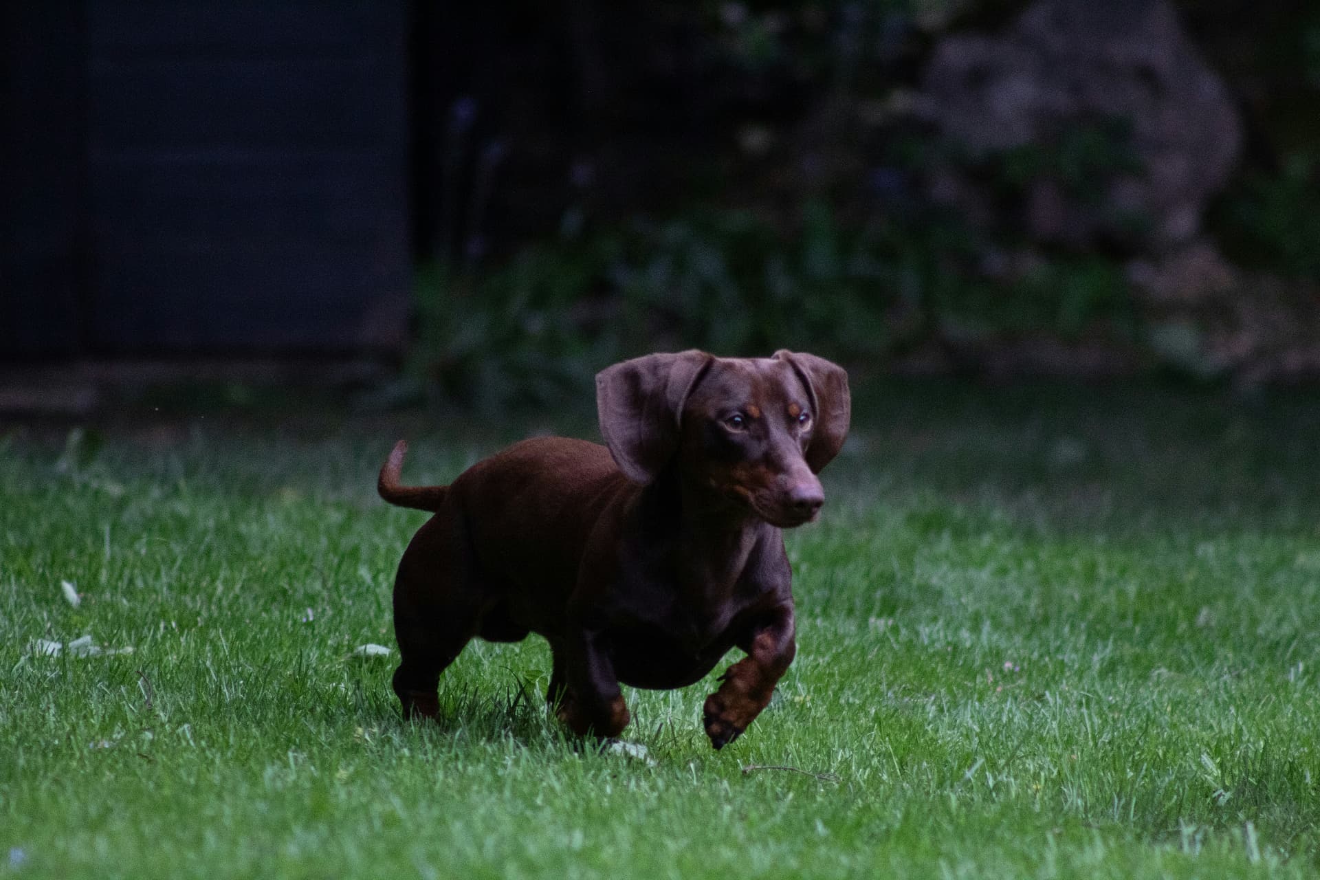 Chocolate dachshund mid-stride on green grass