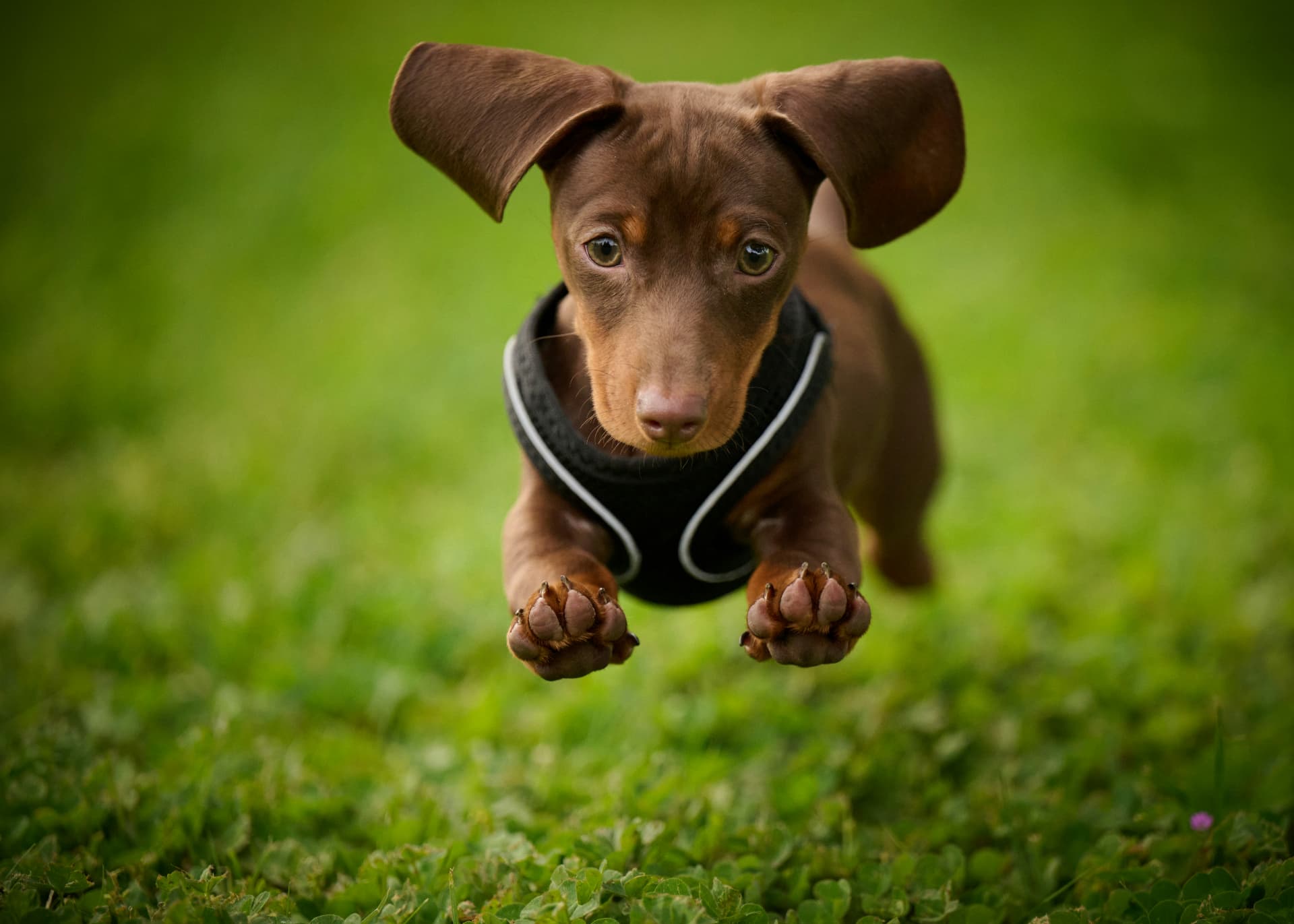 Chocolate and tan dachshund puppy leaping across grass in a harness
