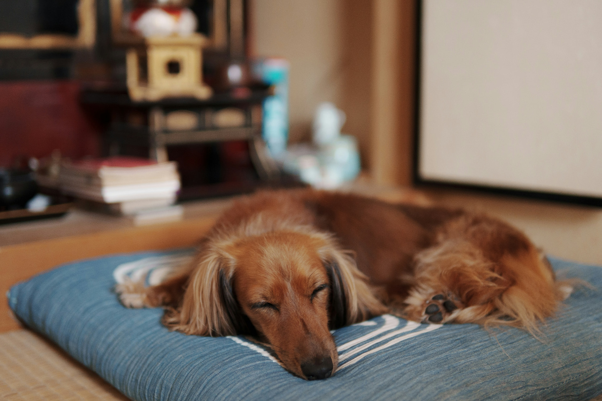 Long-haired red dachshund asleep on a blue floor cushion