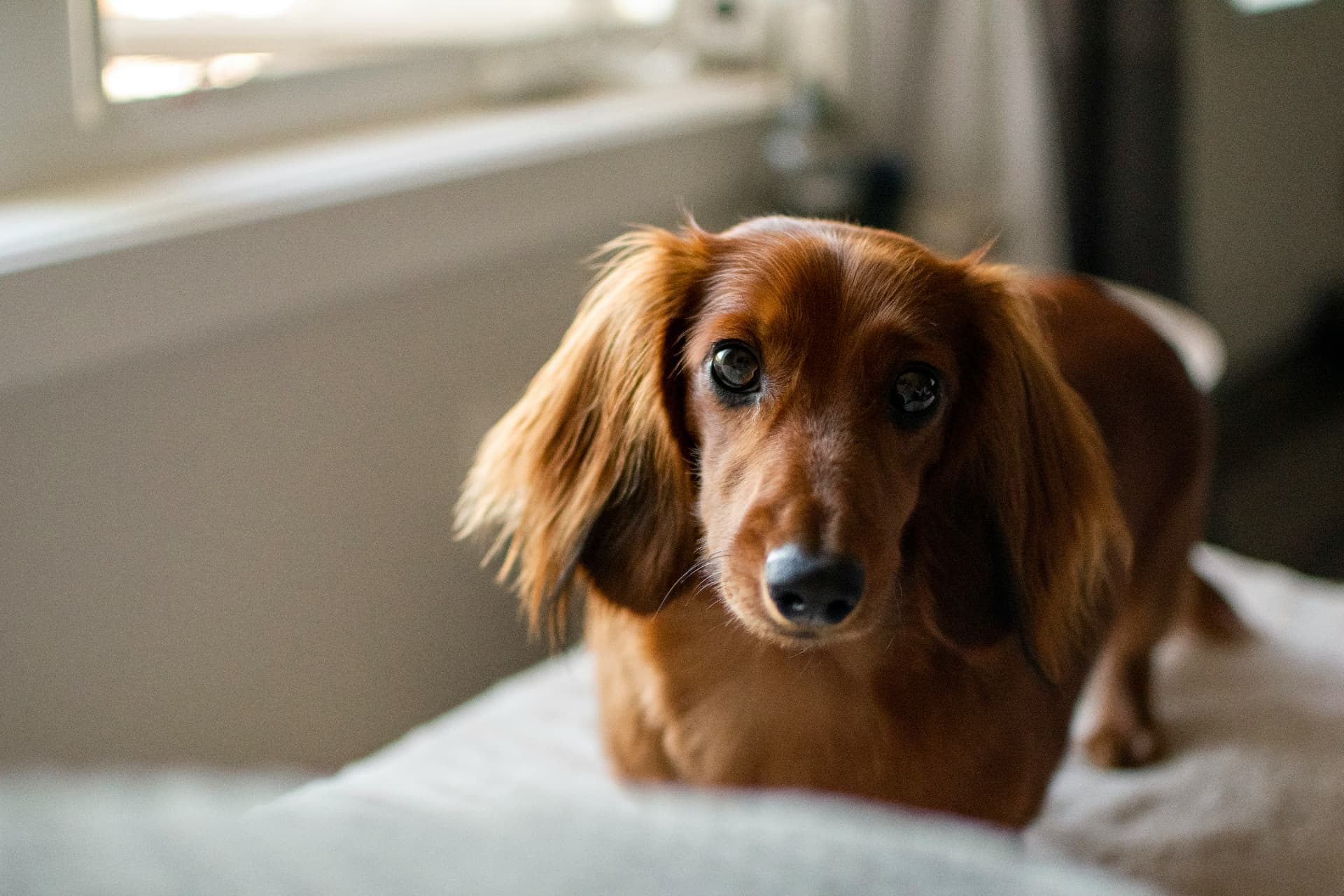 Long-haired red dachshund resting on a bed