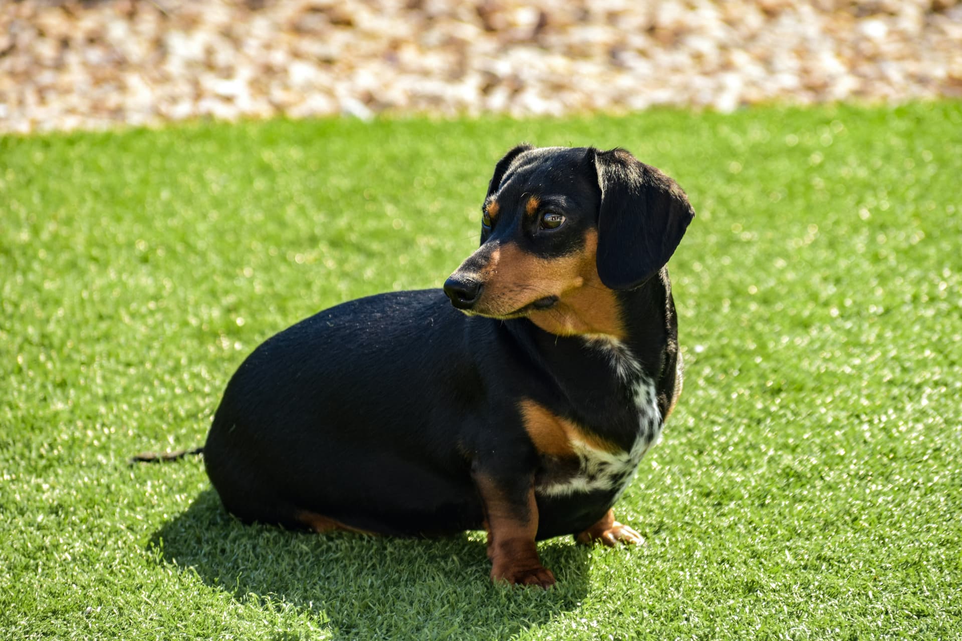 Black and tan dachshund sitting on green grass