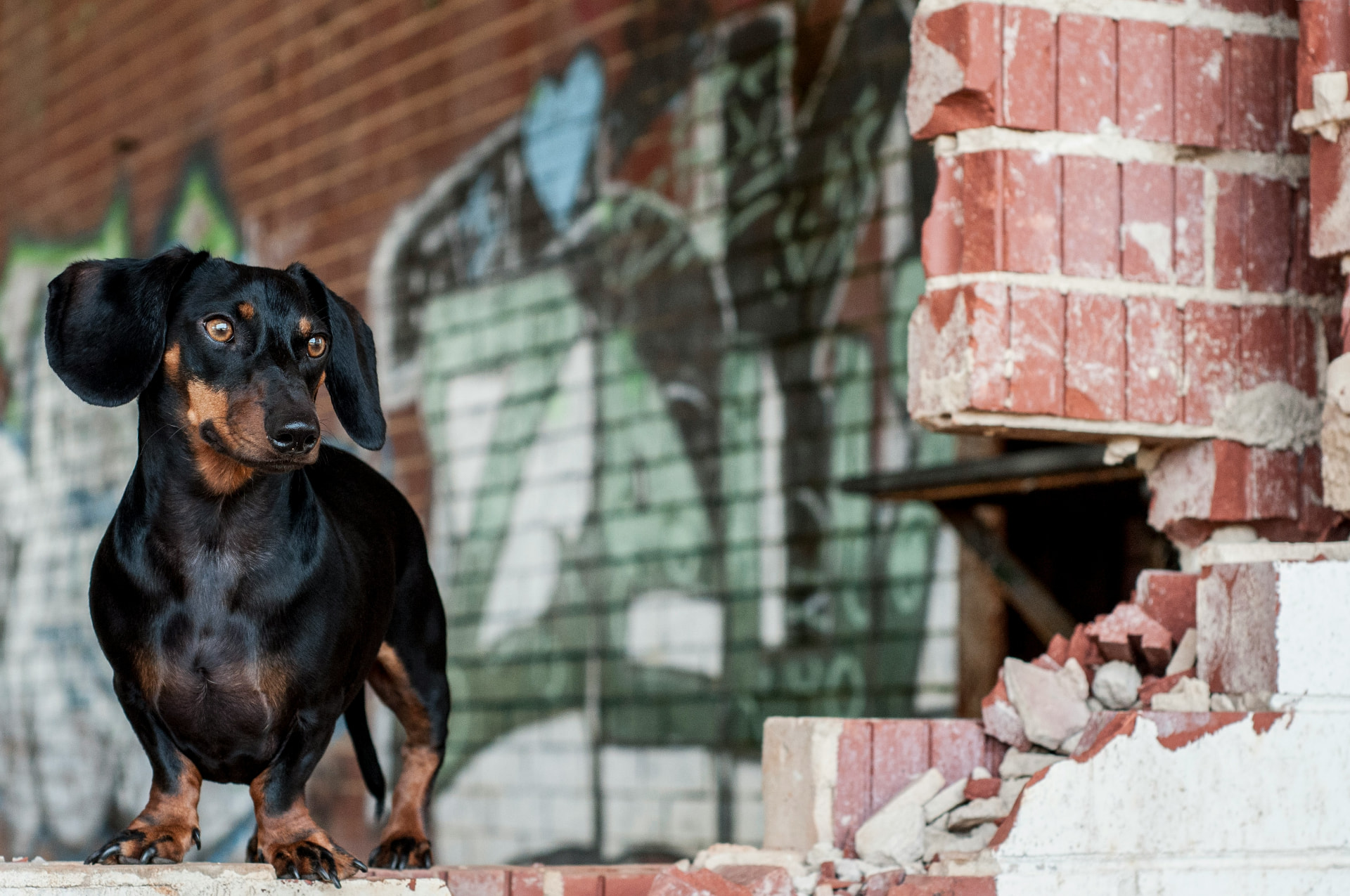 Black and tan dachshund standing alert on a brick ledge outdoors