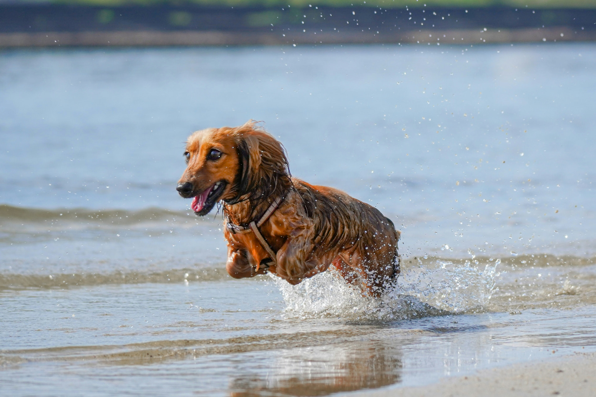 Long-haired red dachshund running through shallow water at the beach