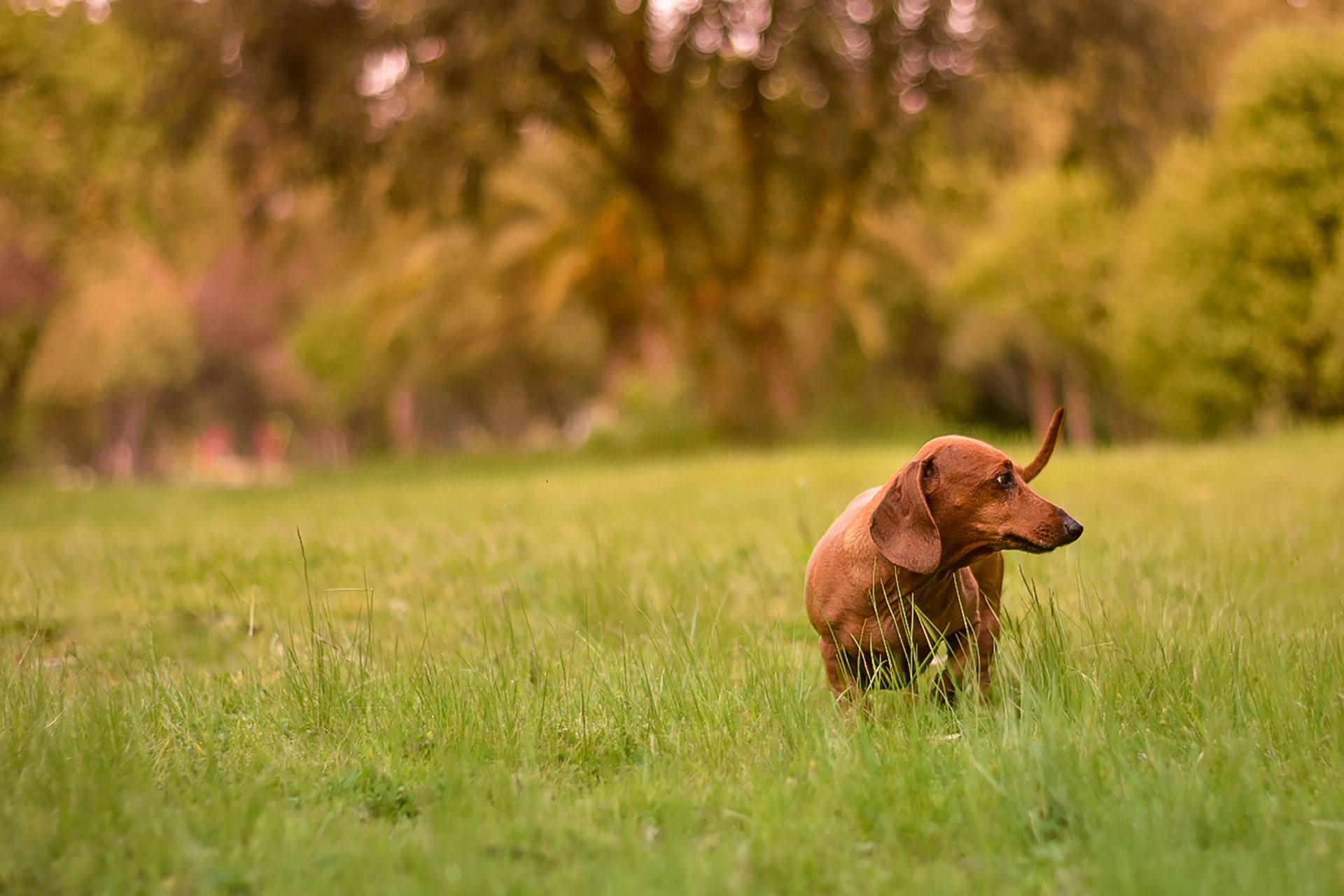 Red dachshund standing in a grassy field looking into the distance